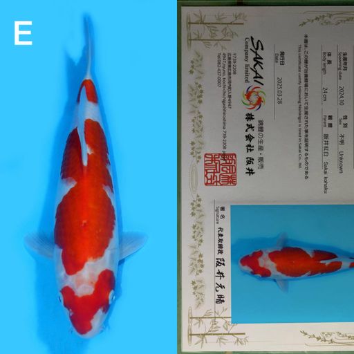 Lelang Koi Online, Jual Beli Ikan Koi, Pusat Jual Beli Koi, Info Lelang Koi Hari Ini, Platform Jual Beli Koi, Jual Beli Ikan Koi Online, Marketplace Ikan Koi, Jual Koi Terbaik, Tempat Beli Koi Berkualitas, Pasar Ikan Koi Online Terpercaya, Penjual Ikan Koi Terpercaya, Beli Koi Hias Online, Ikan Koi untuk Dijual, Koi Kualitas Terbaik, Toko Online Ikan Koi, Koi Hias Untuk Dijual, Jual Beli Ikan Koi Lokal, Koi Indonesia Online, Pusat Jual Beli Koi Terbesar