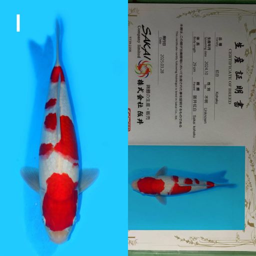 Lelang Koi Online, Jual Beli Ikan Koi, Pusat Jual Beli Koi, Info Lelang Koi Hari Ini, Platform Jual Beli Koi, Jual Beli Ikan Koi Online, Marketplace Ikan Koi, Jual Koi Terbaik, Tempat Beli Koi Berkualitas, Pasar Ikan Koi Online Terpercaya, Penjual Ikan Koi Terpercaya, Beli Koi Hias Online, Ikan Koi untuk Dijual, Koi Kualitas Terbaik, Toko Online Ikan Koi, Koi Hias Untuk Dijual, Jual Beli Ikan Koi Lokal, Koi Indonesia Online, Pusat Jual Beli Koi Terbesar