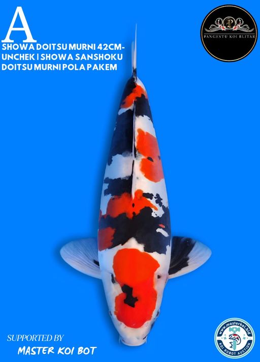Lelang Koi Online, Jual Beli Ikan Koi, Pusat Jual Beli Koi, Info Lelang Koi Hari Ini, Platform Jual Beli Koi, Jual Beli Ikan Koi Online, Marketplace Ikan Koi, Jual Koi Terbaik, Tempat Beli Koi Berkualitas, Pasar Ikan Koi Online Terpercaya, Penjual Ikan Koi Terpercaya, Beli Koi Hias Online, Ikan Koi untuk Dijual, Koi Kualitas Terbaik, Toko Online Ikan Koi, Koi Hias Untuk Dijual, Jual Beli Ikan Koi Lokal, Koi Indonesia Online, Pusat Jual Beli Koi Terbesar