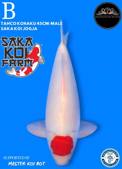 Lelang Koi Online, Jual Beli Ikan Koi, Pusat Jual Beli Koi, Info Lelang Koi Hari Ini, Platform Jual Beli Koi, Jual Beli Ikan Koi Online, Marketplace Ikan Koi, Jual Koi Terbaik, Tempat Beli Koi Berkualitas, Pasar Ikan Koi Online Terpercaya, Penjual Ikan Koi Terpercaya, Beli Koi Hias Online, Ikan Koi untuk Dijual, Koi Kualitas Terbaik, Toko Online Ikan Koi, Koi Hias Untuk Dijual, Jual Beli Ikan Koi Lokal, Koi Indonesia Online, Pusat Jual Beli Koi Terbesar