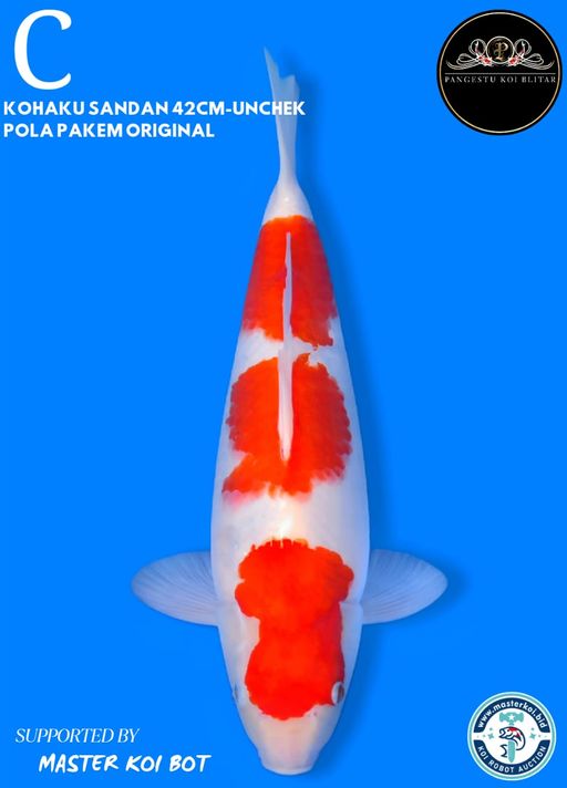 Lelang Koi Online, Jual Beli Ikan Koi, Pusat Jual Beli Koi, Info Lelang Koi Hari Ini, Platform Jual Beli Koi, Jual Beli Ikan Koi Online, Marketplace Ikan Koi, Jual Koi Terbaik, Tempat Beli Koi Berkualitas, Pasar Ikan Koi Online Terpercaya, Penjual Ikan Koi Terpercaya, Beli Koi Hias Online, Ikan Koi untuk Dijual, Koi Kualitas Terbaik, Toko Online Ikan Koi, Koi Hias Untuk Dijual, Jual Beli Ikan Koi Lokal, Koi Indonesia Online, Pusat Jual Beli Koi Terbesar