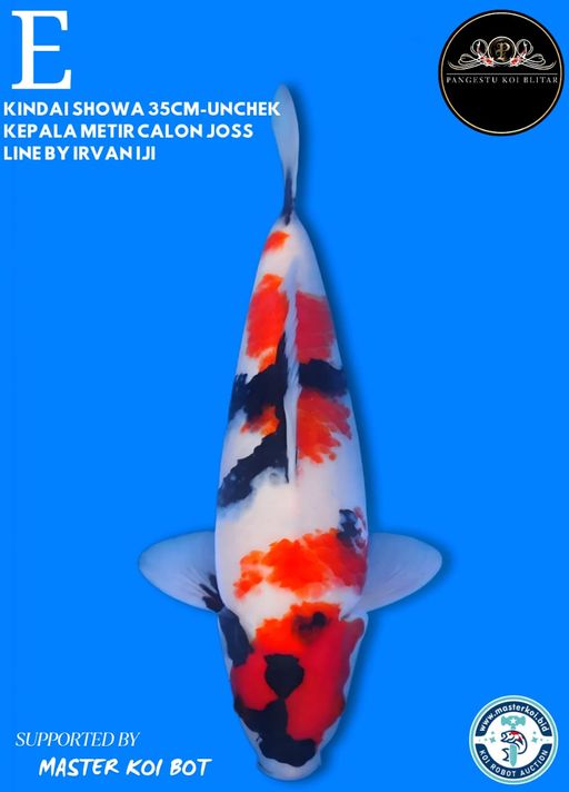 Lelang Koi Online, Jual Beli Ikan Koi, Pusat Jual Beli Koi, Info Lelang Koi Hari Ini, Platform Jual Beli Koi, Jual Beli Ikan Koi Online, Marketplace Ikan Koi, Jual Koi Terbaik, Tempat Beli Koi Berkualitas, Pasar Ikan Koi Online Terpercaya, Penjual Ikan Koi Terpercaya, Beli Koi Hias Online, Ikan Koi untuk Dijual, Koi Kualitas Terbaik, Toko Online Ikan Koi, Koi Hias Untuk Dijual, Jual Beli Ikan Koi Lokal, Koi Indonesia Online, Pusat Jual Beli Koi Terbesar