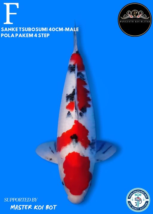 Lelang Koi Online, Jual Beli Ikan Koi, Pusat Jual Beli Koi, Info Lelang Koi Hari Ini, Platform Jual Beli Koi, Jual Beli Ikan Koi Online, Marketplace Ikan Koi, Jual Koi Terbaik, Tempat Beli Koi Berkualitas, Pasar Ikan Koi Online Terpercaya, Penjual Ikan Koi Terpercaya, Beli Koi Hias Online, Ikan Koi untuk Dijual, Koi Kualitas Terbaik, Toko Online Ikan Koi, Koi Hias Untuk Dijual, Jual Beli Ikan Koi Lokal, Koi Indonesia Online, Pusat Jual Beli Koi Terbesar