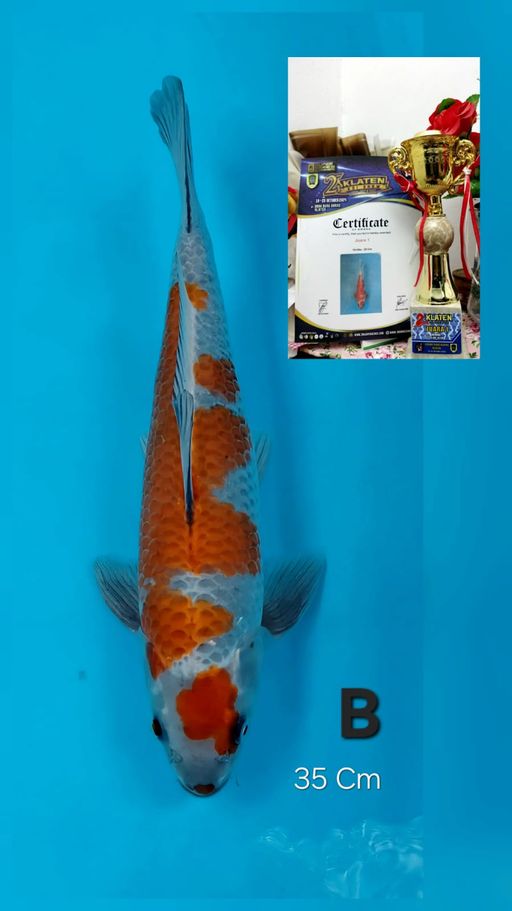 Lelang Koi Online, Jual Beli Ikan Koi, Pusat Jual Beli Koi, Info Lelang Koi Hari Ini, Platform Jual Beli Koi, Jual Beli Ikan Koi Online, Marketplace Ikan Koi, Jual Koi Terbaik, Tempat Beli Koi Berkualitas, Pasar Ikan Koi Online Terpercaya, Penjual Ikan Koi Terpercaya, Beli Koi Hias Online, Ikan Koi untuk Dijual, Koi Kualitas Terbaik, Toko Online Ikan Koi, Koi Hias Untuk Dijual, Jual Beli Ikan Koi Lokal, Koi Indonesia Online, Pusat Jual Beli Koi Terbesar