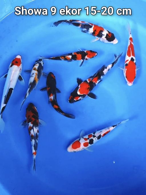 Lelang Koi Online, Jual Beli Ikan Koi, Pusat Jual Beli Koi, Info Lelang Koi Hari Ini, Platform Jual Beli Koi, Jual Beli Ikan Koi Online, Marketplace Ikan Koi, Jual Koi Terbaik, Tempat Beli Koi Berkualitas, Pasar Ikan Koi Online Terpercaya, Penjual Ikan Koi Terpercaya, Beli Koi Hias Online, Ikan Koi untuk Dijual, Koi Kualitas Terbaik, Toko Online Ikan Koi, Koi Hias Untuk Dijual, Jual Beli Ikan Koi Lokal, Koi Indonesia Online, Pusat Jual Beli Koi Terbesar