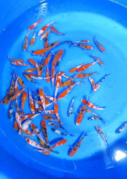 Lelang Koi Online, Jual Beli Ikan Koi, Pusat Jual Beli Koi, Info Lelang Koi Hari Ini, Platform Jual Beli Koi, Jual Beli Ikan Koi Online, Marketplace Ikan Koi, Jual Koi Terbaik, Tempat Beli Koi Berkualitas, Pasar Ikan Koi Online Terpercaya, Penjual Ikan Koi Terpercaya, Beli Koi Hias Online, Ikan Koi untuk Dijual, Koi Kualitas Terbaik, Toko Online Ikan Koi, Koi Hias Untuk Dijual, Jual Beli Ikan Koi Lokal, Koi Indonesia Online, Pusat Jual Beli Koi Terbesar