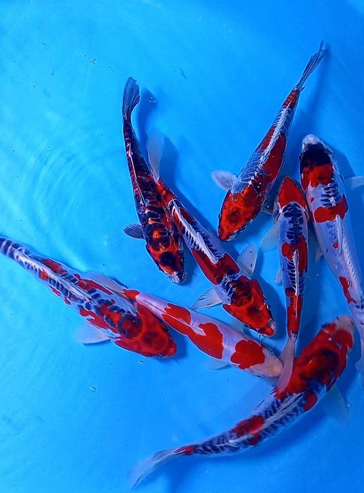 Lelang Koi Online, Jual Beli Ikan Koi, Pusat Jual Beli Koi, Info Lelang Koi Hari Ini, Platform Jual Beli Koi, Jual Beli Ikan Koi Online, Marketplace Ikan Koi, Jual Koi Terbaik, Tempat Beli Koi Berkualitas, Pasar Ikan Koi Online Terpercaya, Penjual Ikan Koi Terpercaya, Beli Koi Hias Online, Ikan Koi untuk Dijual, Koi Kualitas Terbaik, Toko Online Ikan Koi, Koi Hias Untuk Dijual, Jual Beli Ikan Koi Lokal, Koi Indonesia Online, Pusat Jual Beli Koi Terbesar