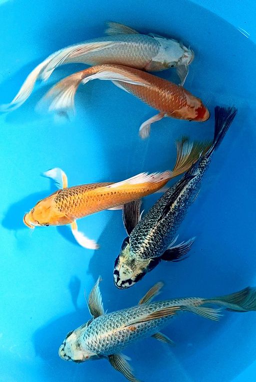 Lelang Koi Online, Jual Beli Ikan Koi, Pusat Jual Beli Koi, Info Lelang Koi Hari Ini, Platform Jual Beli Koi, Jual Beli Ikan Koi Online, Marketplace Ikan Koi, Jual Koi Terbaik, Tempat Beli Koi Berkualitas, Pasar Ikan Koi Online Terpercaya, Penjual Ikan Koi Terpercaya, Beli Koi Hias Online, Ikan Koi untuk Dijual, Koi Kualitas Terbaik, Toko Online Ikan Koi, Koi Hias Untuk Dijual, Jual Beli Ikan Koi Lokal, Koi Indonesia Online, Pusat Jual Beli Koi Terbesar