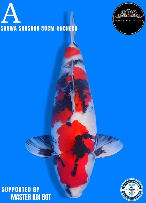 Lelang Koi Online, Jual Beli Ikan Koi, Pusat Jual Beli Koi, Info Lelang Koi Hari Ini, Platform Jual Beli Koi, Jual Beli Ikan Koi Online, Marketplace Ikan Koi, Jual Koi Terbaik, Tempat Beli Koi Berkualitas, Pasar Ikan Koi Online Terpercaya, Penjual Ikan Koi Terpercaya, Beli Koi Hias Online, Ikan Koi untuk Dijual, Koi Kualitas Terbaik, Toko Online Ikan Koi, Koi Hias Untuk Dijual, Jual Beli Ikan Koi Lokal, Koi Indonesia Online, Pusat Jual Beli Koi Terbesar