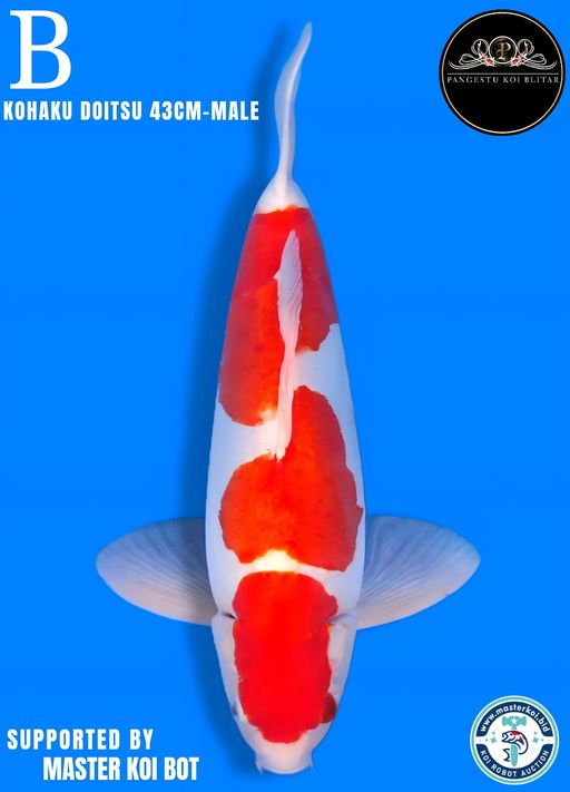 Lelang Koi Online, Jual Beli Ikan Koi, Pusat Jual Beli Koi, Info Lelang Koi Hari Ini, Platform Jual Beli Koi, Jual Beli Ikan Koi Online, Marketplace Ikan Koi, Jual Koi Terbaik, Tempat Beli Koi Berkualitas, Pasar Ikan Koi Online Terpercaya, Penjual Ikan Koi Terpercaya, Beli Koi Hias Online, Ikan Koi untuk Dijual, Koi Kualitas Terbaik, Toko Online Ikan Koi, Koi Hias Untuk Dijual, Jual Beli Ikan Koi Lokal, Koi Indonesia Online, Pusat Jual Beli Koi Terbesar