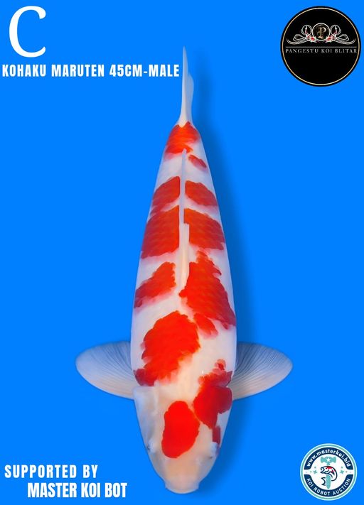 Lelang Koi Online, Jual Beli Ikan Koi, Pusat Jual Beli Koi, Info Lelang Koi Hari Ini, Platform Jual Beli Koi, Jual Beli Ikan Koi Online, Marketplace Ikan Koi, Jual Koi Terbaik, Tempat Beli Koi Berkualitas, Pasar Ikan Koi Online Terpercaya, Penjual Ikan Koi Terpercaya, Beli Koi Hias Online, Ikan Koi untuk Dijual, Koi Kualitas Terbaik, Toko Online Ikan Koi, Koi Hias Untuk Dijual, Jual Beli Ikan Koi Lokal, Koi Indonesia Online, Pusat Jual Beli Koi Terbesar