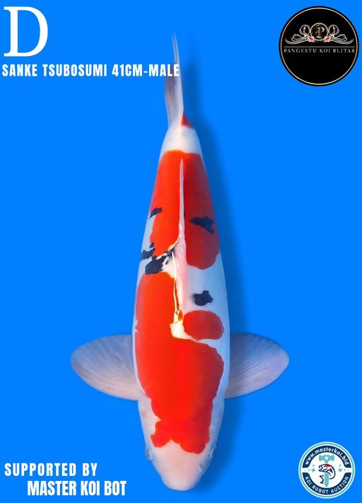 Lelang Koi Online, Jual Beli Ikan Koi, Pusat Jual Beli Koi, Info Lelang Koi Hari Ini, Platform Jual Beli Koi, Jual Beli Ikan Koi Online, Marketplace Ikan Koi, Jual Koi Terbaik, Tempat Beli Koi Berkualitas, Pasar Ikan Koi Online Terpercaya, Penjual Ikan Koi Terpercaya, Beli Koi Hias Online, Ikan Koi untuk Dijual, Koi Kualitas Terbaik, Toko Online Ikan Koi, Koi Hias Untuk Dijual, Jual Beli Ikan Koi Lokal, Koi Indonesia Online, Pusat Jual Beli Koi Terbesar