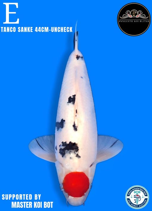 Lelang Koi Online, Jual Beli Ikan Koi, Pusat Jual Beli Koi, Info Lelang Koi Hari Ini, Platform Jual Beli Koi, Jual Beli Ikan Koi Online, Marketplace Ikan Koi, Jual Koi Terbaik, Tempat Beli Koi Berkualitas, Pasar Ikan Koi Online Terpercaya, Penjual Ikan Koi Terpercaya, Beli Koi Hias Online, Ikan Koi untuk Dijual, Koi Kualitas Terbaik, Toko Online Ikan Koi, Koi Hias Untuk Dijual, Jual Beli Ikan Koi Lokal, Koi Indonesia Online, Pusat Jual Beli Koi Terbesar
