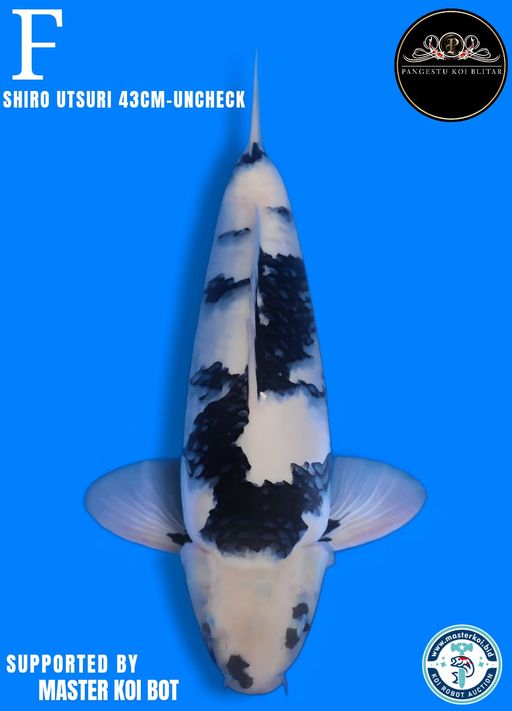 Lelang Koi Online, Jual Beli Ikan Koi, Pusat Jual Beli Koi, Info Lelang Koi Hari Ini, Platform Jual Beli Koi, Jual Beli Ikan Koi Online, Marketplace Ikan Koi, Jual Koi Terbaik, Tempat Beli Koi Berkualitas, Pasar Ikan Koi Online Terpercaya, Penjual Ikan Koi Terpercaya, Beli Koi Hias Online, Ikan Koi untuk Dijual, Koi Kualitas Terbaik, Toko Online Ikan Koi, Koi Hias Untuk Dijual, Jual Beli Ikan Koi Lokal, Koi Indonesia Online, Pusat Jual Beli Koi Terbesar