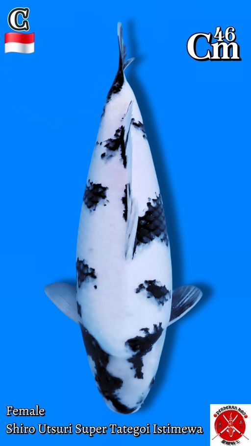 Lelang Koi Online, Jual Beli Ikan Koi, Pusat Jual Beli Koi, Info Lelang Koi Hari Ini, Platform Jual Beli Koi, Jual Beli Ikan Koi Online, Marketplace Ikan Koi, Jual Koi Terbaik, Tempat Beli Koi Berkualitas, Pasar Ikan Koi Online Terpercaya, Penjual Ikan Koi Terpercaya, Beli Koi Hias Online, Ikan Koi untuk Dijual, Koi Kualitas Terbaik, Toko Online Ikan Koi, Koi Hias Untuk Dijual, Jual Beli Ikan Koi Lokal, Koi Indonesia Online, Pusat Jual Beli Koi Terbesar