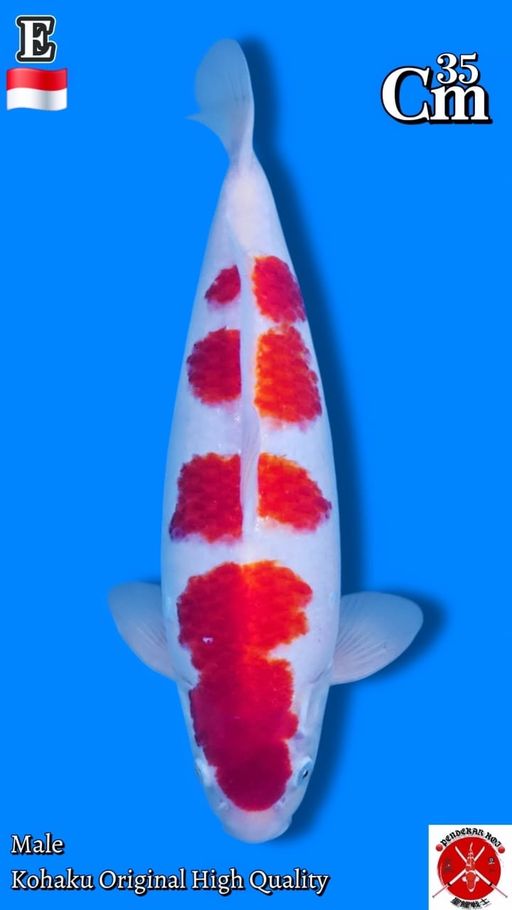 Lelang Koi Online, Jual Beli Ikan Koi, Pusat Jual Beli Koi, Info Lelang Koi Hari Ini, Platform Jual Beli Koi, Jual Beli Ikan Koi Online, Marketplace Ikan Koi, Jual Koi Terbaik, Tempat Beli Koi Berkualitas, Pasar Ikan Koi Online Terpercaya, Penjual Ikan Koi Terpercaya, Beli Koi Hias Online, Ikan Koi untuk Dijual, Koi Kualitas Terbaik, Toko Online Ikan Koi, Koi Hias Untuk Dijual, Jual Beli Ikan Koi Lokal, Koi Indonesia Online, Pusat Jual Beli Koi Terbesar