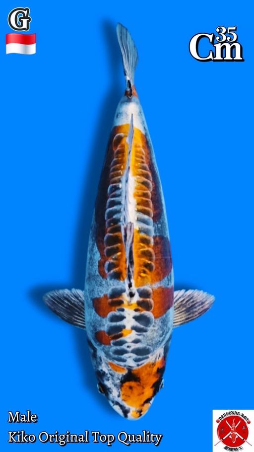 Lelang Koi Online, Jual Beli Ikan Koi, Pusat Jual Beli Koi, Info Lelang Koi Hari Ini, Platform Jual Beli Koi, Jual Beli Ikan Koi Online, Marketplace Ikan Koi, Jual Koi Terbaik, Tempat Beli Koi Berkualitas, Pasar Ikan Koi Online Terpercaya, Penjual Ikan Koi Terpercaya, Beli Koi Hias Online, Ikan Koi untuk Dijual, Koi Kualitas Terbaik, Toko Online Ikan Koi, Koi Hias Untuk Dijual, Jual Beli Ikan Koi Lokal, Koi Indonesia Online, Pusat Jual Beli Koi Terbesar