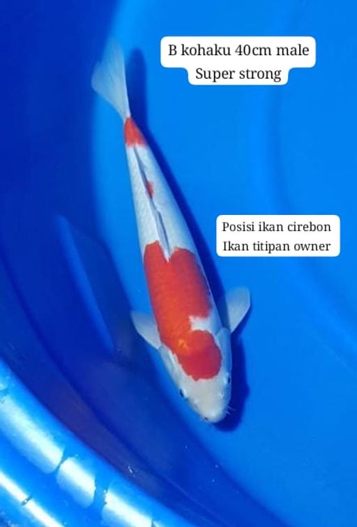 Lelang Koi Online, Jual Beli Ikan Koi, Pusat Jual Beli Koi, Info Lelang Koi Hari Ini, Platform Jual Beli Koi, Jual Beli Ikan Koi Online, Marketplace Ikan Koi, Jual Koi Terbaik, Tempat Beli Koi Berkualitas, Pasar Ikan Koi Online Terpercaya, Penjual Ikan Koi Terpercaya, Beli Koi Hias Online, Ikan Koi untuk Dijual, Koi Kualitas Terbaik, Toko Online Ikan Koi, Koi Hias Untuk Dijual, Jual Beli Ikan Koi Lokal, Koi Indonesia Online, Pusat Jual Beli Koi Terbesar