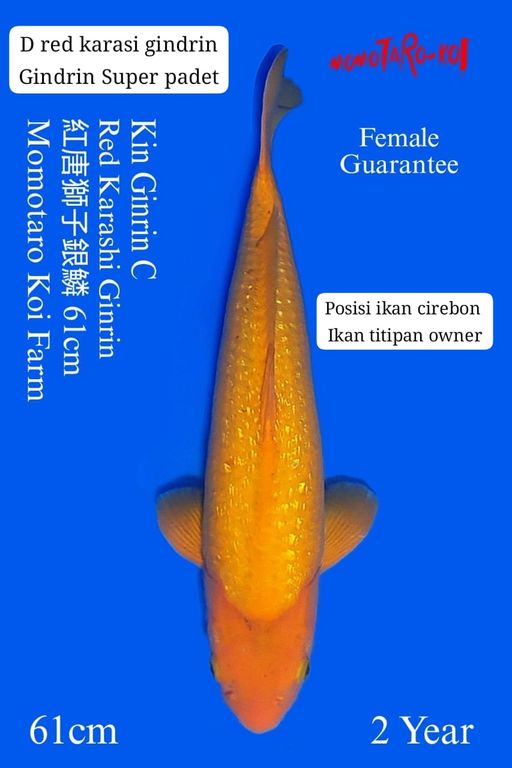 Lelang Koi Online, Jual Beli Ikan Koi, Pusat Jual Beli Koi, Info Lelang Koi Hari Ini, Platform Jual Beli Koi, Jual Beli Ikan Koi Online, Marketplace Ikan Koi, Jual Koi Terbaik, Tempat Beli Koi Berkualitas, Pasar Ikan Koi Online Terpercaya, Penjual Ikan Koi Terpercaya, Beli Koi Hias Online, Ikan Koi untuk Dijual, Koi Kualitas Terbaik, Toko Online Ikan Koi, Koi Hias Untuk Dijual, Jual Beli Ikan Koi Lokal, Koi Indonesia Online, Pusat Jual Beli Koi Terbesar