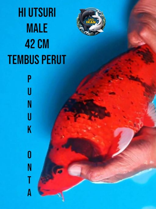 Lelang Koi Online, Jual Beli Ikan Koi, Pusat Jual Beli Koi, Info Lelang Koi Hari Ini, Platform Jual Beli Koi, Jual Beli Ikan Koi Online, Marketplace Ikan Koi, Jual Koi Terbaik, Tempat Beli Koi Berkualitas, Pasar Ikan Koi Online Terpercaya, Penjual Ikan Koi Terpercaya, Beli Koi Hias Online, Ikan Koi untuk Dijual, Koi Kualitas Terbaik, Toko Online Ikan Koi, Koi Hias Untuk Dijual, Jual Beli Ikan Koi Lokal, Koi Indonesia Online, Pusat Jual Beli Koi Terbesar