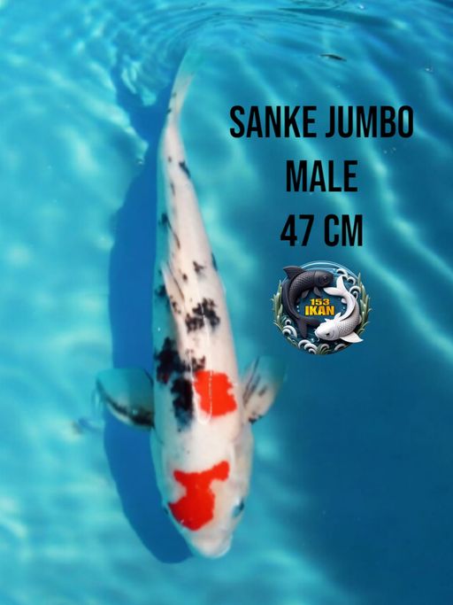 Lelang Koi Online, Jual Beli Ikan Koi, Pusat Jual Beli Koi, Info Lelang Koi Hari Ini, Platform Jual Beli Koi, Jual Beli Ikan Koi Online, Marketplace Ikan Koi, Jual Koi Terbaik, Tempat Beli Koi Berkualitas, Pasar Ikan Koi Online Terpercaya, Penjual Ikan Koi Terpercaya, Beli Koi Hias Online, Ikan Koi untuk Dijual, Koi Kualitas Terbaik, Toko Online Ikan Koi, Koi Hias Untuk Dijual, Jual Beli Ikan Koi Lokal, Koi Indonesia Online, Pusat Jual Beli Koi Terbesar
