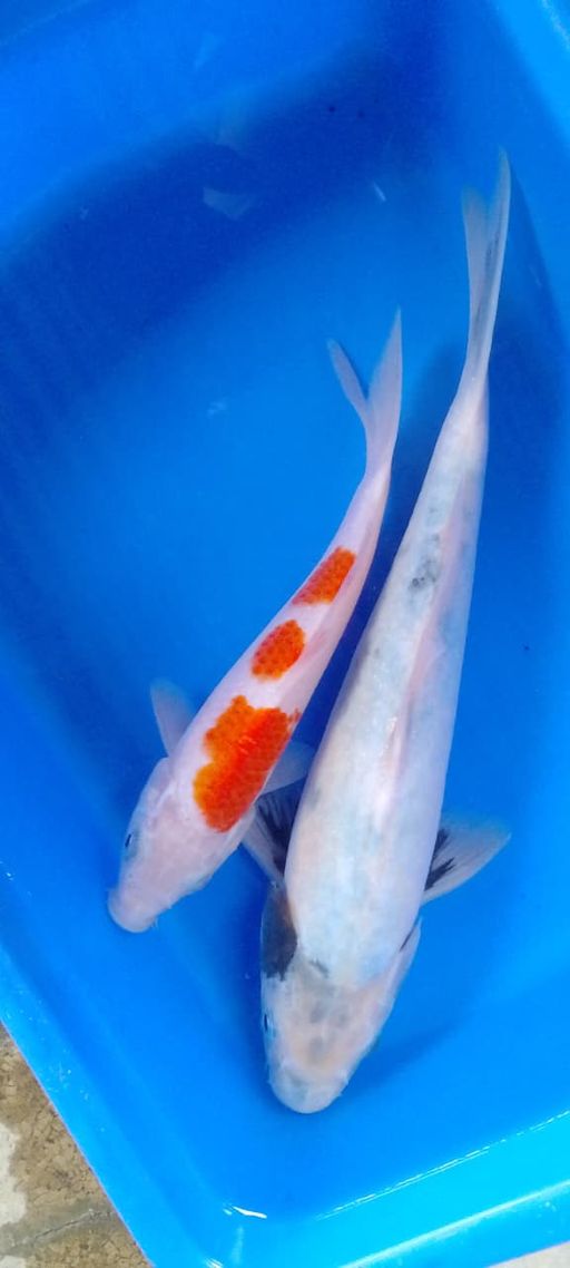 Lelang Koi Online, Jual Beli Ikan Koi, Pusat Jual Beli Koi, Info Lelang Koi Hari Ini, Platform Jual Beli Koi, Jual Beli Ikan Koi Online, Marketplace Ikan Koi, Jual Koi Terbaik, Tempat Beli Koi Berkualitas, Pasar Ikan Koi Online Terpercaya, Penjual Ikan Koi Terpercaya, Beli Koi Hias Online, Ikan Koi untuk Dijual, Koi Kualitas Terbaik, Toko Online Ikan Koi, Koi Hias Untuk Dijual, Jual Beli Ikan Koi Lokal, Koi Indonesia Online, Pusat Jual Beli Koi Terbesar