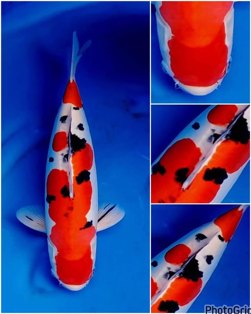 Lelang Koi Online, Jual Beli Ikan Koi, Pusat Jual Beli Koi, Info Lelang Koi Hari Ini, Platform Jual Beli Koi, Jual Beli Ikan Koi Online, Marketplace Ikan Koi, Jual Koi Terbaik, Tempat Beli Koi Berkualitas, Pasar Ikan Koi Online Terpercaya, Penjual Ikan Koi Terpercaya, Beli Koi Hias Online, Ikan Koi untuk Dijual, Koi Kualitas Terbaik, Toko Online Ikan Koi, Koi Hias Untuk Dijual, Jual Beli Ikan Koi Lokal, Koi Indonesia Online, Pusat Jual Beli Koi Terbesar