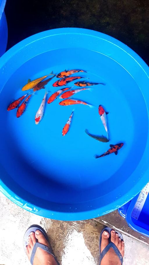 Lelang Koi Online, Jual Beli Ikan Koi, Pusat Jual Beli Koi, Info Lelang Koi Hari Ini, Platform Jual Beli Koi, Jual Beli Ikan Koi Online, Marketplace Ikan Koi, Jual Koi Terbaik, Tempat Beli Koi Berkualitas, Pasar Ikan Koi Online Terpercaya, Penjual Ikan Koi Terpercaya, Beli Koi Hias Online, Ikan Koi untuk Dijual, Koi Kualitas Terbaik, Toko Online Ikan Koi, Koi Hias Untuk Dijual, Jual Beli Ikan Koi Lokal, Koi Indonesia Online, Pusat Jual Beli Koi Terbesar