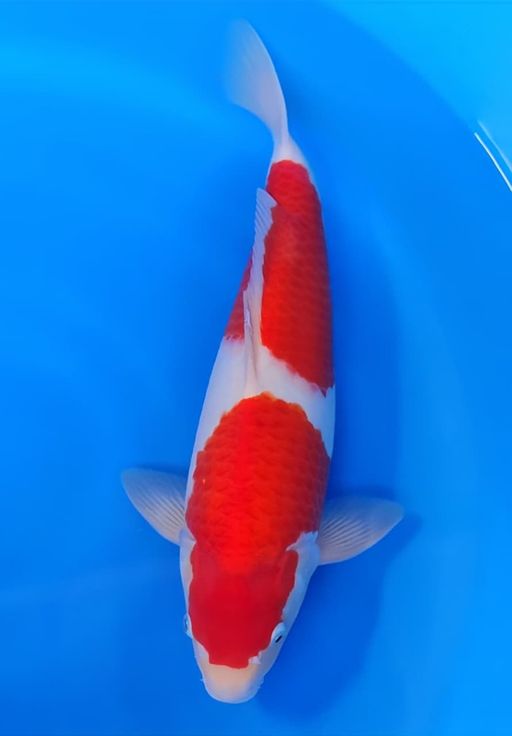 Lelang Koi Online, Jual Beli Ikan Koi, Pusat Jual Beli Koi, Info Lelang Koi Hari Ini, Platform Jual Beli Koi, Jual Beli Ikan Koi Online, Marketplace Ikan Koi, Jual Koi Terbaik, Tempat Beli Koi Berkualitas, Pasar Ikan Koi Online Terpercaya, Penjual Ikan Koi Terpercaya, Beli Koi Hias Online, Ikan Koi untuk Dijual, Koi Kualitas Terbaik, Toko Online Ikan Koi, Koi Hias Untuk Dijual, Jual Beli Ikan Koi Lokal, Koi Indonesia Online, Pusat Jual Beli Koi Terbesar