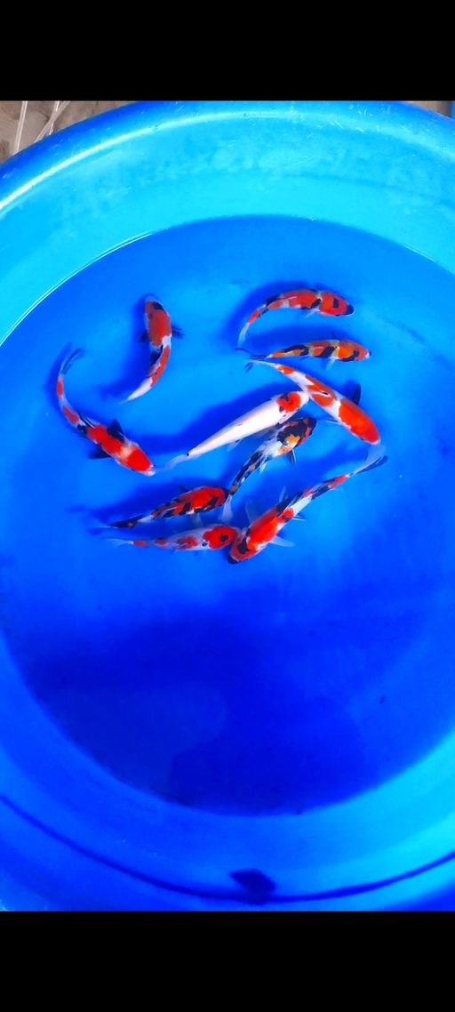 Lelang Koi Online, Jual Beli Ikan Koi, Pusat Jual Beli Koi, Info Lelang Koi Hari Ini, Platform Jual Beli Koi, Jual Beli Ikan Koi Online, Marketplace Ikan Koi, Jual Koi Terbaik, Tempat Beli Koi Berkualitas, Pasar Ikan Koi Online Terpercaya, Penjual Ikan Koi Terpercaya, Beli Koi Hias Online, Ikan Koi untuk Dijual, Koi Kualitas Terbaik, Toko Online Ikan Koi, Koi Hias Untuk Dijual, Jual Beli Ikan Koi Lokal, Koi Indonesia Online, Pusat Jual Beli Koi Terbesar