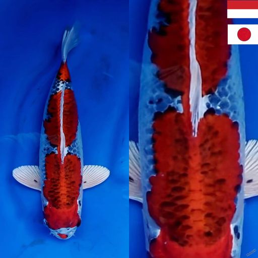 Lelang Koi Online, Jual Beli Ikan Koi, Pusat Jual Beli Koi, Info Lelang Koi Hari Ini, Platform Jual Beli Koi, Jual Beli Ikan Koi Online, Marketplace Ikan Koi, Jual Koi Terbaik, Tempat Beli Koi Berkualitas, Pasar Ikan Koi Online Terpercaya, Penjual Ikan Koi Terpercaya, Beli Koi Hias Online, Ikan Koi untuk Dijual, Koi Kualitas Terbaik, Toko Online Ikan Koi, Koi Hias Untuk Dijual, Jual Beli Ikan Koi Lokal, Koi Indonesia Online, Pusat Jual Beli Koi Terbesar