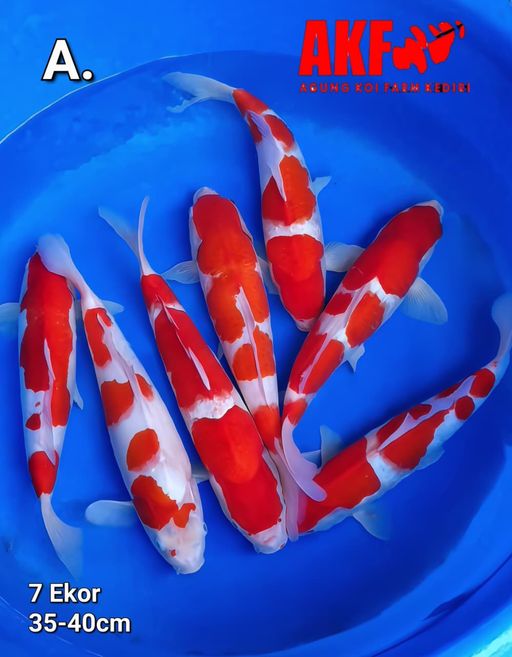 Lelang Koi Online, Jual Beli Ikan Koi, Pusat Jual Beli Koi, Info Lelang Koi Hari Ini, Platform Jual Beli Koi, Jual Beli Ikan Koi Online, Marketplace Ikan Koi, Jual Koi Terbaik, Tempat Beli Koi Berkualitas, Pasar Ikan Koi Online Terpercaya, Penjual Ikan Koi Terpercaya, Beli Koi Hias Online, Ikan Koi untuk Dijual, Koi Kualitas Terbaik, Toko Online Ikan Koi, Koi Hias Untuk Dijual, Jual Beli Ikan Koi Lokal, Koi Indonesia Online, Pusat Jual Beli Koi Terbesar