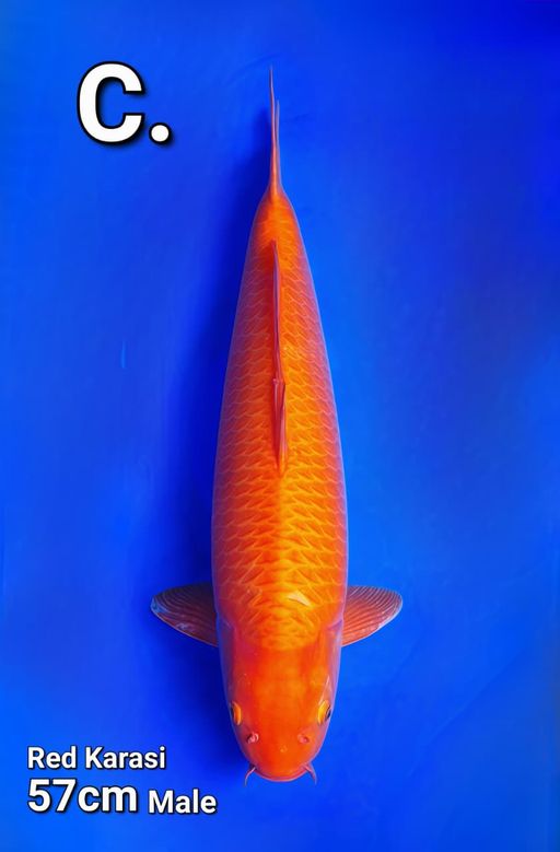 Lelang Koi Online, Jual Beli Ikan Koi, Pusat Jual Beli Koi, Info Lelang Koi Hari Ini, Platform Jual Beli Koi, Jual Beli Ikan Koi Online, Marketplace Ikan Koi, Jual Koi Terbaik, Tempat Beli Koi Berkualitas, Pasar Ikan Koi Online Terpercaya, Penjual Ikan Koi Terpercaya, Beli Koi Hias Online, Ikan Koi untuk Dijual, Koi Kualitas Terbaik, Toko Online Ikan Koi, Koi Hias Untuk Dijual, Jual Beli Ikan Koi Lokal, Koi Indonesia Online, Pusat Jual Beli Koi Terbesar