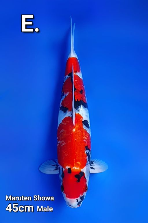 Lelang Koi Online, Jual Beli Ikan Koi, Pusat Jual Beli Koi, Info Lelang Koi Hari Ini, Platform Jual Beli Koi, Jual Beli Ikan Koi Online, Marketplace Ikan Koi, Jual Koi Terbaik, Tempat Beli Koi Berkualitas, Pasar Ikan Koi Online Terpercaya, Penjual Ikan Koi Terpercaya, Beli Koi Hias Online, Ikan Koi untuk Dijual, Koi Kualitas Terbaik, Toko Online Ikan Koi, Koi Hias Untuk Dijual, Jual Beli Ikan Koi Lokal, Koi Indonesia Online, Pusat Jual Beli Koi Terbesar