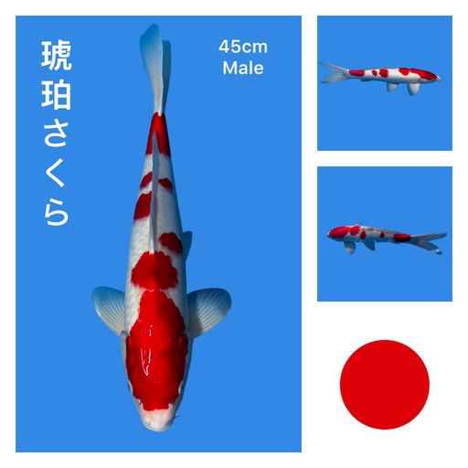 Lelang Koi Online, Jual Beli Ikan Koi, Pusat Jual Beli Koi, Info Lelang Koi Hari Ini, Platform Jual Beli Koi, Jual Beli Ikan Koi Online, Marketplace Ikan Koi, Jual Koi Terbaik, Tempat Beli Koi Berkualitas, Pasar Ikan Koi Online Terpercaya, Penjual Ikan Koi Terpercaya, Beli Koi Hias Online, Ikan Koi untuk Dijual, Koi Kualitas Terbaik, Toko Online Ikan Koi, Koi Hias Untuk Dijual, Jual Beli Ikan Koi Lokal, Koi Indonesia Online, Pusat Jual Beli Koi Terbesar