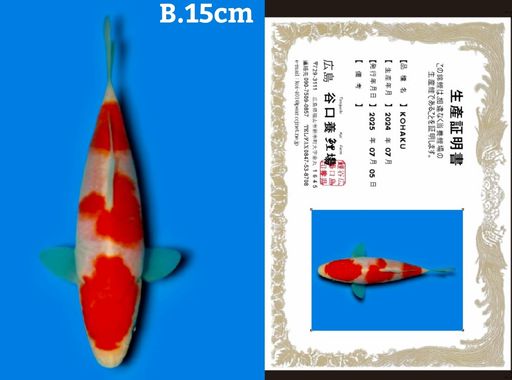 Lelang Koi Online, Jual Beli Ikan Koi, Pusat Jual Beli Koi, Info Lelang Koi Hari Ini, Platform Jual Beli Koi, Jual Beli Ikan Koi Online, Marketplace Ikan Koi, Jual Koi Terbaik, Tempat Beli Koi Berkualitas, Pasar Ikan Koi Online Terpercaya, Penjual Ikan Koi Terpercaya, Beli Koi Hias Online, Ikan Koi untuk Dijual, Koi Kualitas Terbaik, Toko Online Ikan Koi, Koi Hias Untuk Dijual, Jual Beli Ikan Koi Lokal, Koi Indonesia Online, Pusat Jual Beli Koi Terbesar