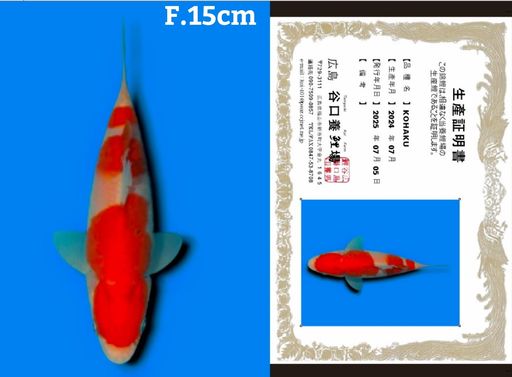 Lelang Koi Online, Jual Beli Ikan Koi, Pusat Jual Beli Koi, Info Lelang Koi Hari Ini, Platform Jual Beli Koi, Jual Beli Ikan Koi Online, Marketplace Ikan Koi, Jual Koi Terbaik, Tempat Beli Koi Berkualitas, Pasar Ikan Koi Online Terpercaya, Penjual Ikan Koi Terpercaya, Beli Koi Hias Online, Ikan Koi untuk Dijual, Koi Kualitas Terbaik, Toko Online Ikan Koi, Koi Hias Untuk Dijual, Jual Beli Ikan Koi Lokal, Koi Indonesia Online, Pusat Jual Beli Koi Terbesar