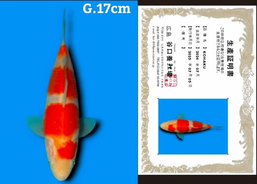 Lelang Koi Online, Jual Beli Ikan Koi, Pusat Jual Beli Koi, Info Lelang Koi Hari Ini, Platform Jual Beli Koi, Jual Beli Ikan Koi Online, Marketplace Ikan Koi, Jual Koi Terbaik, Tempat Beli Koi Berkualitas, Pasar Ikan Koi Online Terpercaya, Penjual Ikan Koi Terpercaya, Beli Koi Hias Online, Ikan Koi untuk Dijual, Koi Kualitas Terbaik, Toko Online Ikan Koi, Koi Hias Untuk Dijual, Jual Beli Ikan Koi Lokal, Koi Indonesia Online, Pusat Jual Beli Koi Terbesar