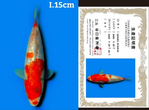 Lelang Koi Online, Jual Beli Ikan Koi, Pusat Jual Beli Koi, Info Lelang Koi Hari Ini, Platform Jual Beli Koi, Jual Beli Ikan Koi Online, Marketplace Ikan Koi, Jual Koi Terbaik, Tempat Beli Koi Berkualitas, Pasar Ikan Koi Online Terpercaya, Penjual Ikan Koi Terpercaya, Beli Koi Hias Online, Ikan Koi untuk Dijual, Koi Kualitas Terbaik, Toko Online Ikan Koi, Koi Hias Untuk Dijual, Jual Beli Ikan Koi Lokal, Koi Indonesia Online, Pusat Jual Beli Koi Terbesar