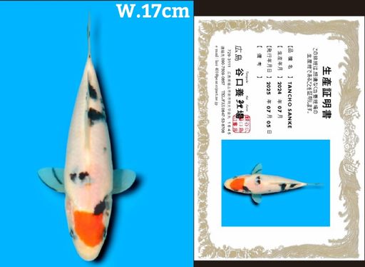 Lelang Koi Online, Jual Beli Ikan Koi, Pusat Jual Beli Koi, Info Lelang Koi Hari Ini, Platform Jual Beli Koi, Jual Beli Ikan Koi Online, Marketplace Ikan Koi, Jual Koi Terbaik, Tempat Beli Koi Berkualitas, Pasar Ikan Koi Online Terpercaya, Penjual Ikan Koi Terpercaya, Beli Koi Hias Online, Ikan Koi untuk Dijual, Koi Kualitas Terbaik, Toko Online Ikan Koi, Koi Hias Untuk Dijual, Jual Beli Ikan Koi Lokal, Koi Indonesia Online, Pusat Jual Beli Koi Terbesar