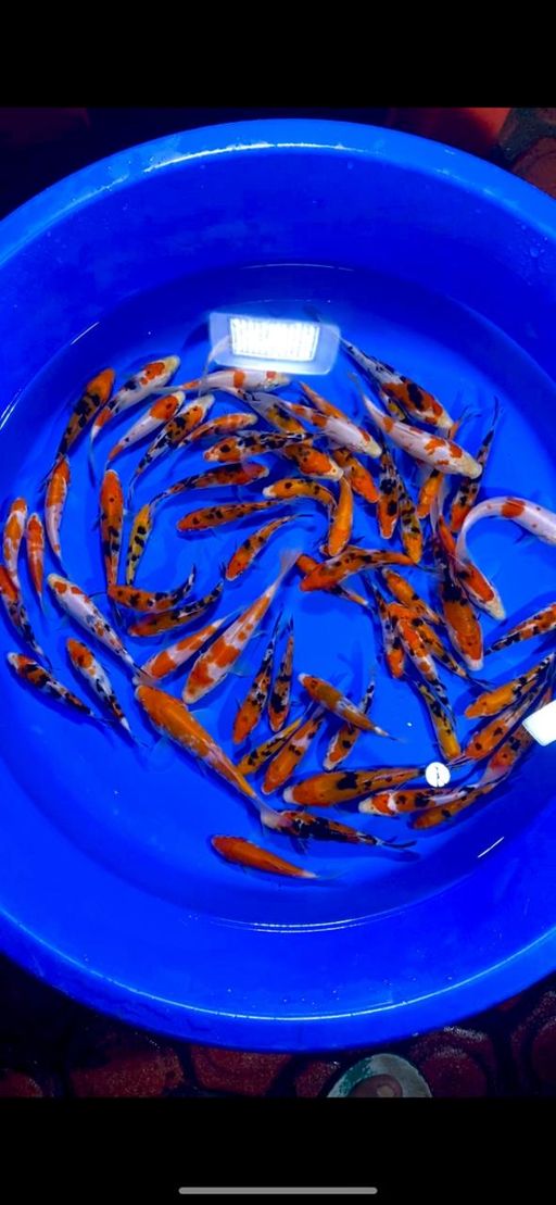 Lelang Koi Online, Jual Beli Ikan Koi, Pusat Jual Beli Koi, Info Lelang Koi Hari Ini, Platform Jual Beli Koi, Jual Beli Ikan Koi Online, Marketplace Ikan Koi, Jual Koi Terbaik, Tempat Beli Koi Berkualitas, Pasar Ikan Koi Online Terpercaya, Penjual Ikan Koi Terpercaya, Beli Koi Hias Online, Ikan Koi untuk Dijual, Koi Kualitas Terbaik, Toko Online Ikan Koi, Koi Hias Untuk Dijual, Jual Beli Ikan Koi Lokal, Koi Indonesia Online, Pusat Jual Beli Koi Terbesar