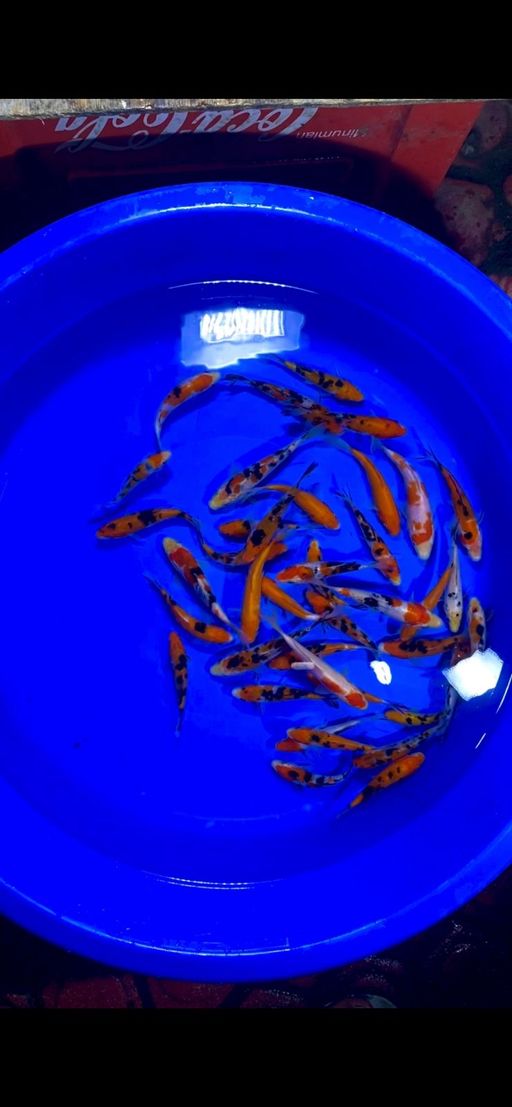 Lelang Koi Online, Jual Beli Ikan Koi, Pusat Jual Beli Koi, Info Lelang Koi Hari Ini, Platform Jual Beli Koi, Jual Beli Ikan Koi Online, Marketplace Ikan Koi, Jual Koi Terbaik, Tempat Beli Koi Berkualitas, Pasar Ikan Koi Online Terpercaya, Penjual Ikan Koi Terpercaya, Beli Koi Hias Online, Ikan Koi untuk Dijual, Koi Kualitas Terbaik, Toko Online Ikan Koi, Koi Hias Untuk Dijual, Jual Beli Ikan Koi Lokal, Koi Indonesia Online, Pusat Jual Beli Koi Terbesar