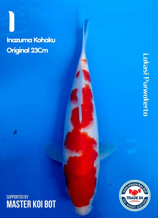 Lelang Koi Online, Jual Beli Ikan Koi, Pusat Jual Beli Koi, Info Lelang Koi Hari Ini, Platform Jual Beli Koi, Jual Beli Ikan Koi Online, Marketplace Ikan Koi, Jual Koi Terbaik, Tempat Beli Koi Berkualitas, Pasar Ikan Koi Online Terpercaya, Penjual Ikan Koi Terpercaya, Beli Koi Hias Online, Ikan Koi untuk Dijual, Koi Kualitas Terbaik, Toko Online Ikan Koi, Koi Hias Untuk Dijual, Jual Beli Ikan Koi Lokal, Koi Indonesia Online, Pusat Jual Beli Koi Terbesar