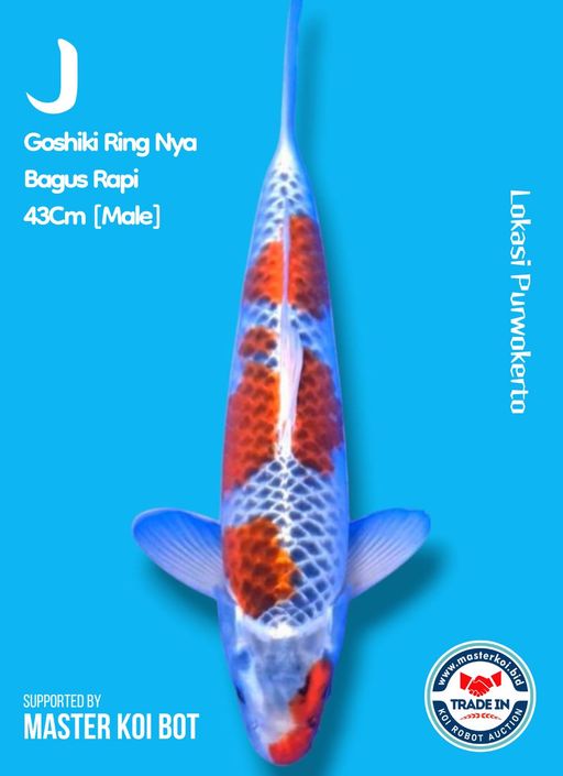 Lelang Koi Online, Jual Beli Ikan Koi, Pusat Jual Beli Koi, Info Lelang Koi Hari Ini, Platform Jual Beli Koi, Jual Beli Ikan Koi Online, Marketplace Ikan Koi, Jual Koi Terbaik, Tempat Beli Koi Berkualitas, Pasar Ikan Koi Online Terpercaya, Penjual Ikan Koi Terpercaya, Beli Koi Hias Online, Ikan Koi untuk Dijual, Koi Kualitas Terbaik, Toko Online Ikan Koi, Koi Hias Untuk Dijual, Jual Beli Ikan Koi Lokal, Koi Indonesia Online, Pusat Jual Beli Koi Terbesar