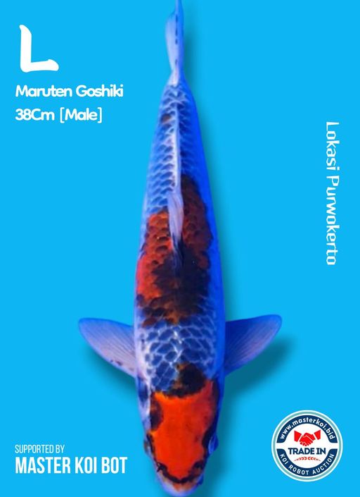 Lelang Koi Online, Jual Beli Ikan Koi, Pusat Jual Beli Koi, Info Lelang Koi Hari Ini, Platform Jual Beli Koi, Jual Beli Ikan Koi Online, Marketplace Ikan Koi, Jual Koi Terbaik, Tempat Beli Koi Berkualitas, Pasar Ikan Koi Online Terpercaya, Penjual Ikan Koi Terpercaya, Beli Koi Hias Online, Ikan Koi untuk Dijual, Koi Kualitas Terbaik, Toko Online Ikan Koi, Koi Hias Untuk Dijual, Jual Beli Ikan Koi Lokal, Koi Indonesia Online, Pusat Jual Beli Koi Terbesar
