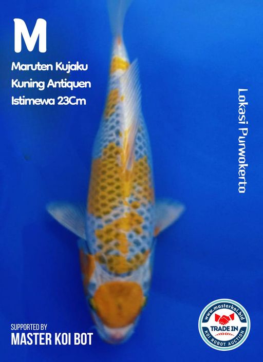 Lelang Koi Online, Jual Beli Ikan Koi, Pusat Jual Beli Koi, Info Lelang Koi Hari Ini, Platform Jual Beli Koi, Jual Beli Ikan Koi Online, Marketplace Ikan Koi, Jual Koi Terbaik, Tempat Beli Koi Berkualitas, Pasar Ikan Koi Online Terpercaya, Penjual Ikan Koi Terpercaya, Beli Koi Hias Online, Ikan Koi untuk Dijual, Koi Kualitas Terbaik, Toko Online Ikan Koi, Koi Hias Untuk Dijual, Jual Beli Ikan Koi Lokal, Koi Indonesia Online, Pusat Jual Beli Koi Terbesar