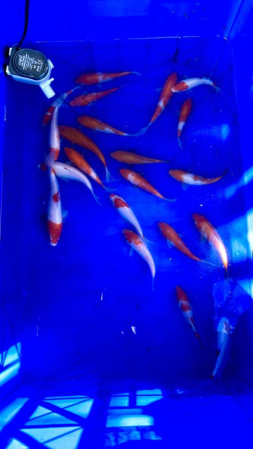Lelang Koi Online, Jual Beli Ikan Koi, Pusat Jual Beli Koi, Info Lelang Koi Hari Ini, Platform Jual Beli Koi, Jual Beli Ikan Koi Online, Marketplace Ikan Koi, Jual Koi Terbaik, Tempat Beli Koi Berkualitas, Pasar Ikan Koi Online Terpercaya, Penjual Ikan Koi Terpercaya, Beli Koi Hias Online, Ikan Koi untuk Dijual, Koi Kualitas Terbaik, Toko Online Ikan Koi, Koi Hias Untuk Dijual, Jual Beli Ikan Koi Lokal, Koi Indonesia Online, Pusat Jual Beli Koi Terbesar