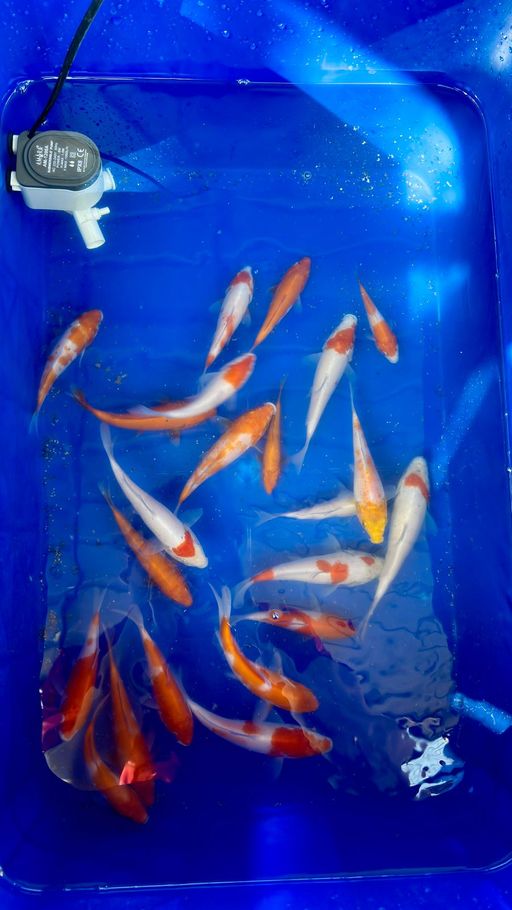Lelang Koi Online, Jual Beli Ikan Koi, Pusat Jual Beli Koi, Info Lelang Koi Hari Ini, Platform Jual Beli Koi, Jual Beli Ikan Koi Online, Marketplace Ikan Koi, Jual Koi Terbaik, Tempat Beli Koi Berkualitas, Pasar Ikan Koi Online Terpercaya, Penjual Ikan Koi Terpercaya, Beli Koi Hias Online, Ikan Koi untuk Dijual, Koi Kualitas Terbaik, Toko Online Ikan Koi, Koi Hias Untuk Dijual, Jual Beli Ikan Koi Lokal, Koi Indonesia Online, Pusat Jual Beli Koi Terbesar