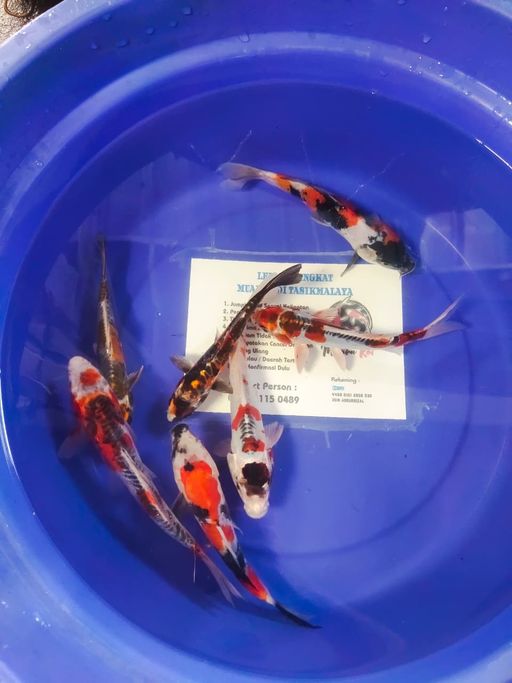 Lelang Koi Online, Jual Beli Ikan Koi, Pusat Jual Beli Koi, Info Lelang Koi Hari Ini, Platform Jual Beli Koi, Jual Beli Ikan Koi Online, Marketplace Ikan Koi, Jual Koi Terbaik, Tempat Beli Koi Berkualitas, Pasar Ikan Koi Online Terpercaya, Penjual Ikan Koi Terpercaya, Beli Koi Hias Online, Ikan Koi untuk Dijual, Koi Kualitas Terbaik, Toko Online Ikan Koi, Koi Hias Untuk Dijual, Jual Beli Ikan Koi Lokal, Koi Indonesia Online, Pusat Jual Beli Koi Terbesar
