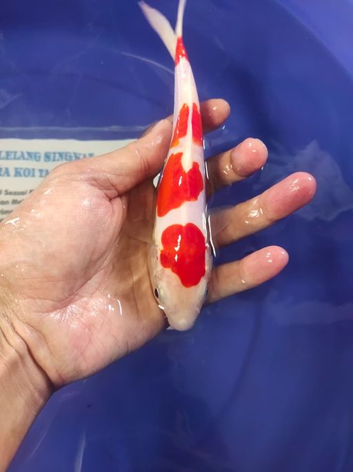 Lelang Koi Online, Jual Beli Ikan Koi, Pusat Jual Beli Koi, Info Lelang Koi Hari Ini, Platform Jual Beli Koi, Jual Beli Ikan Koi Online, Marketplace Ikan Koi, Jual Koi Terbaik, Tempat Beli Koi Berkualitas, Pasar Ikan Koi Online Terpercaya, Penjual Ikan Koi Terpercaya, Beli Koi Hias Online, Ikan Koi untuk Dijual, Koi Kualitas Terbaik, Toko Online Ikan Koi, Koi Hias Untuk Dijual, Jual Beli Ikan Koi Lokal, Koi Indonesia Online, Pusat Jual Beli Koi Terbesar